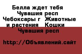 Белла ждет тебя - Чувашия респ., Чебоксары г. Животные и растения » Кошки   . Чувашия респ.